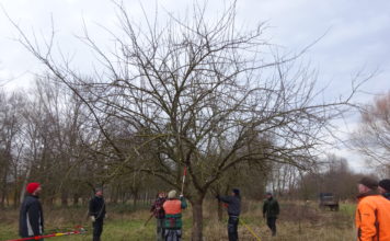 Nachhaltiger Obstbaumschnitt – Kompaktkurs Kooperation der „Aktion Südpfalz-Biotope“ und der Verbandsgemeinde Edenkoben