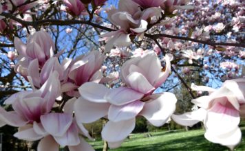 Kulturverein Edenkoben e. V.