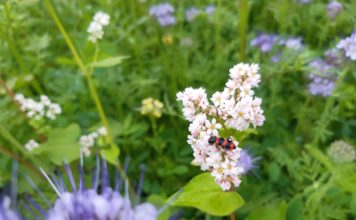 Die Erzeuger von „Pfälzer Grumbeere“ fahren eine durchschnittliche Frühkartoffelernte ein und sind – mit Blick auf die Folgen von Corona – mit dem Saisonverlauf bislang zufrieden