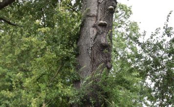 Den Herausforderungen des Klimawandels trotzen: Landaus Baummanagerinnen und Baummanager wachen über rund 35.000 Stadtbäume