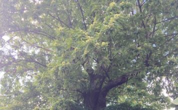 Ausrufung der Esskastanie „Keschde“ als Nationalerbebaum