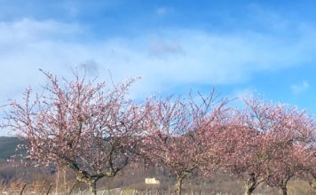 Frühlingserwachen mit 2 Veranstaltungen in Edenkoben geplant