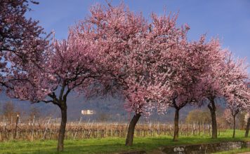Edenkobener GästeführerInnen