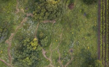 Verwegene Wiesen – das Greenteam der Pollichia Edenkoben stellt aus