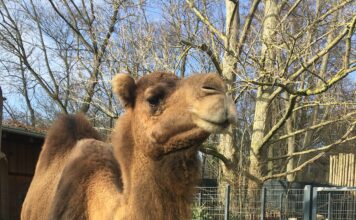 Ein besonders schöner „Sonnenstrahl“ im Huftierrevier: Dromedarfohlen Junah im Zoo Landau in der Pfalz geboren