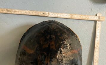 Bürgerbüro der Stadt Landau fragt: Wer vermisst eine Schildkröte?