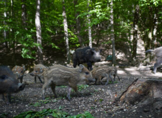 Nach Angriff von Wildschwein auf zwei Männer: SÜW-Kreisjagdmeister gibt Tipps für richtiges Verhalten bei Begegnung mit den Tieren