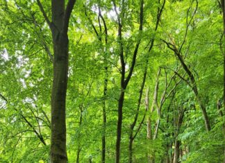 Wandern mit dem Landrat: Landkreis SÜW lädt in Kooperation mit Pfälzerwald-Verein zu „Wunsch-Tour“ am 24. Oktober in Klingenmünster