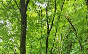 Wandern mit dem Landrat: Landkreis SÜW lädt in Kooperation mit Pfälzerwald-Verein zu „Wunsch-Tour“ am 24. Oktober in Klingenmünster