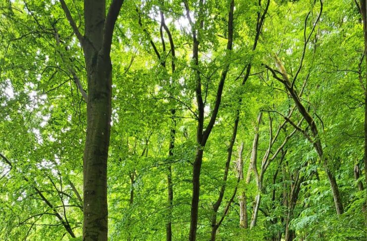 Wandern mit dem Landrat: Landkreis SÜW lädt in Kooperation mit Pfälzerwald-Verein zu „Wunsch-Tour“ am 24. Oktober in Klingenmünster